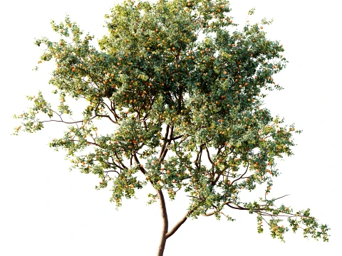 AV Plant Armeniaca Vulgaris Prunus Fruit Tree 01 3D Model