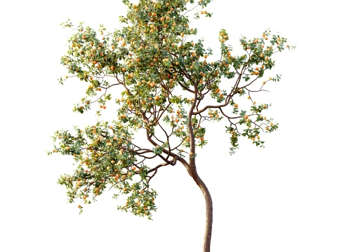 AV Plant Armeniaca Vulgaris Prunus Fruit Tree 01 3D Model
