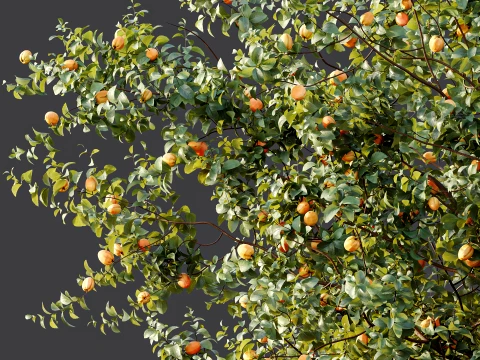 AV Plant Armeniaca Vulgaris Prunus Fruit Tree 01 3D Model