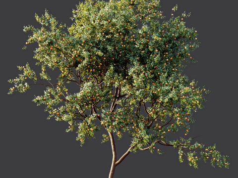 AV Plant Armeniaca Vulgaris Prunus Fruit Tree 01 3D Model