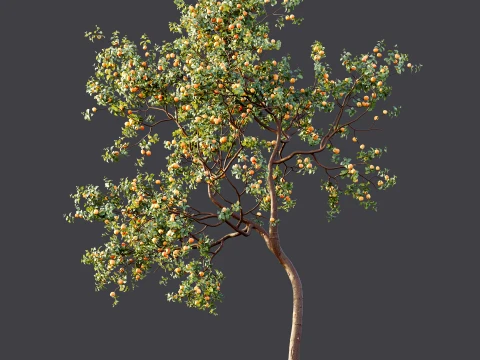 AV Plant Armeniaca Vulgaris Prunus Fruit Tree 01 3D Model