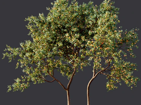 AV Plant Armeniaca Vulgaris Prunus Fruit Tree 01 3D Model
