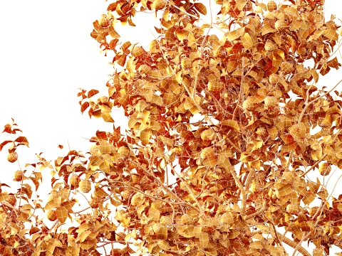 AV Plant Armeniaca Vulgaris Prunus Fruit Tree 01 3D Model