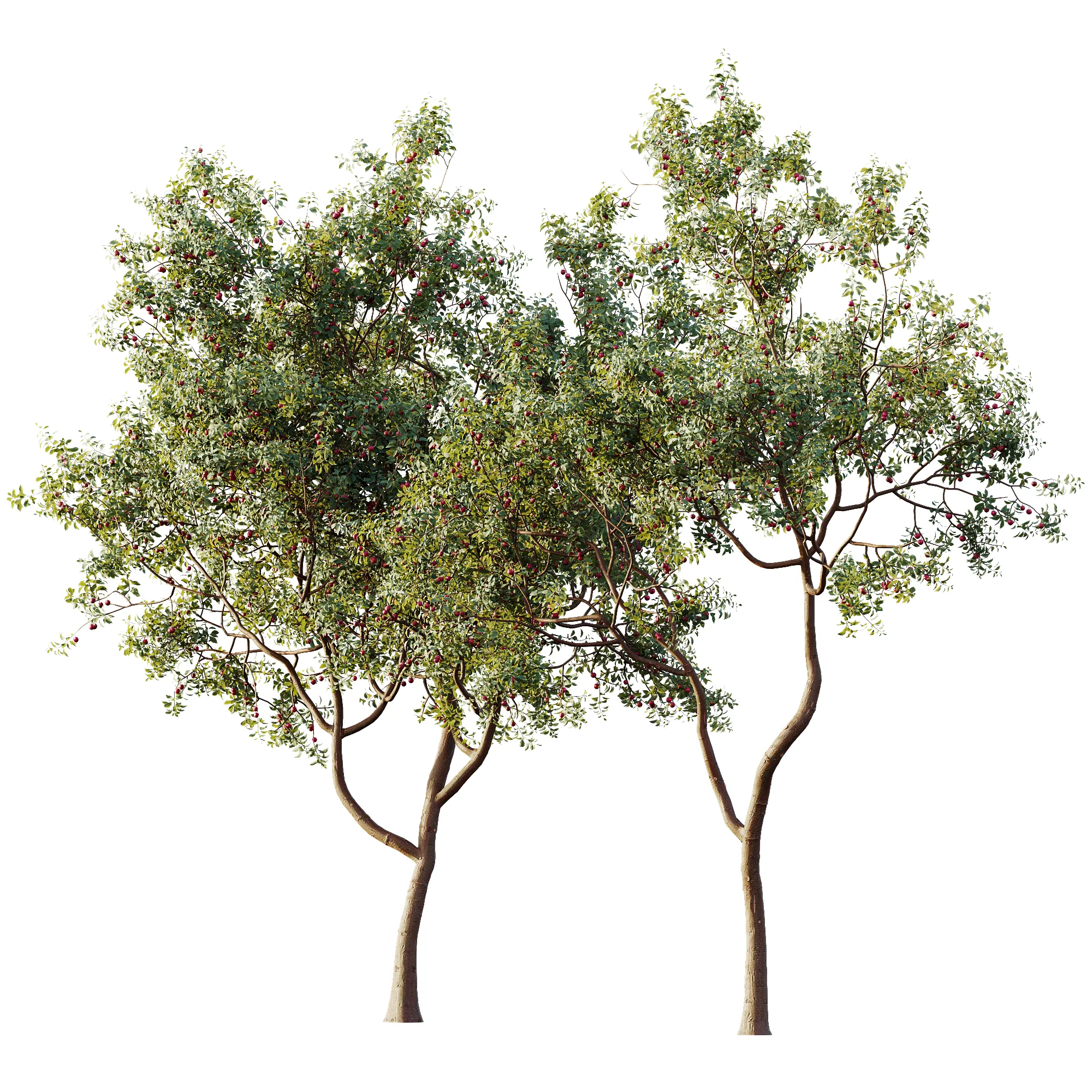 AV Plant Cerasus Pseudocerasus Cherry Fruit Tree 01 3D Model .c4d .max .obj .3ds .fbx .stl .blend 