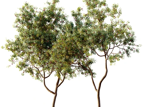 AV Plant Cerasus Pseudocerasus Cherry Fruit Tree 01 3D Model