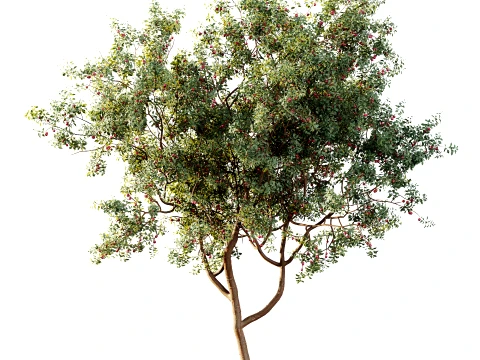 AV Plant Cerasus Pseudocerasus Cherry Fruit Tree 01 3D Model