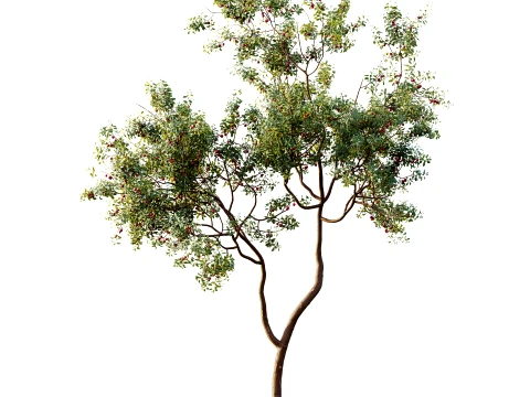 AV Plant Cerasus Pseudocerasus Cherry Fruit Tree 01 3D Model
