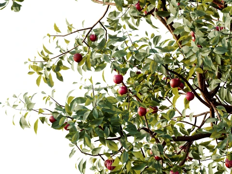 AV Plant Cerasus Pseudocerasus Cherry Fruit Tree 01 3D Model