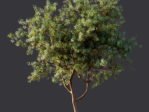 AV Plant Cerasus Pseudocerasus Cherry Fruit Tree 01 3D Model