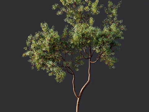 AV Plant Cerasus Pseudocerasus Cherry Fruit Tree 01 3D Model