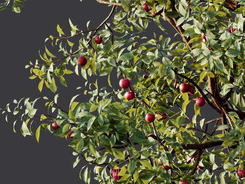 AV Plant Cerasus Pseudocerasus Cherry Fruit Tree 01 3D Model