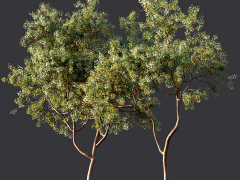 AV Plant Cerasus Pseudocerasus Cherry Fruit Tree 01 3D Model