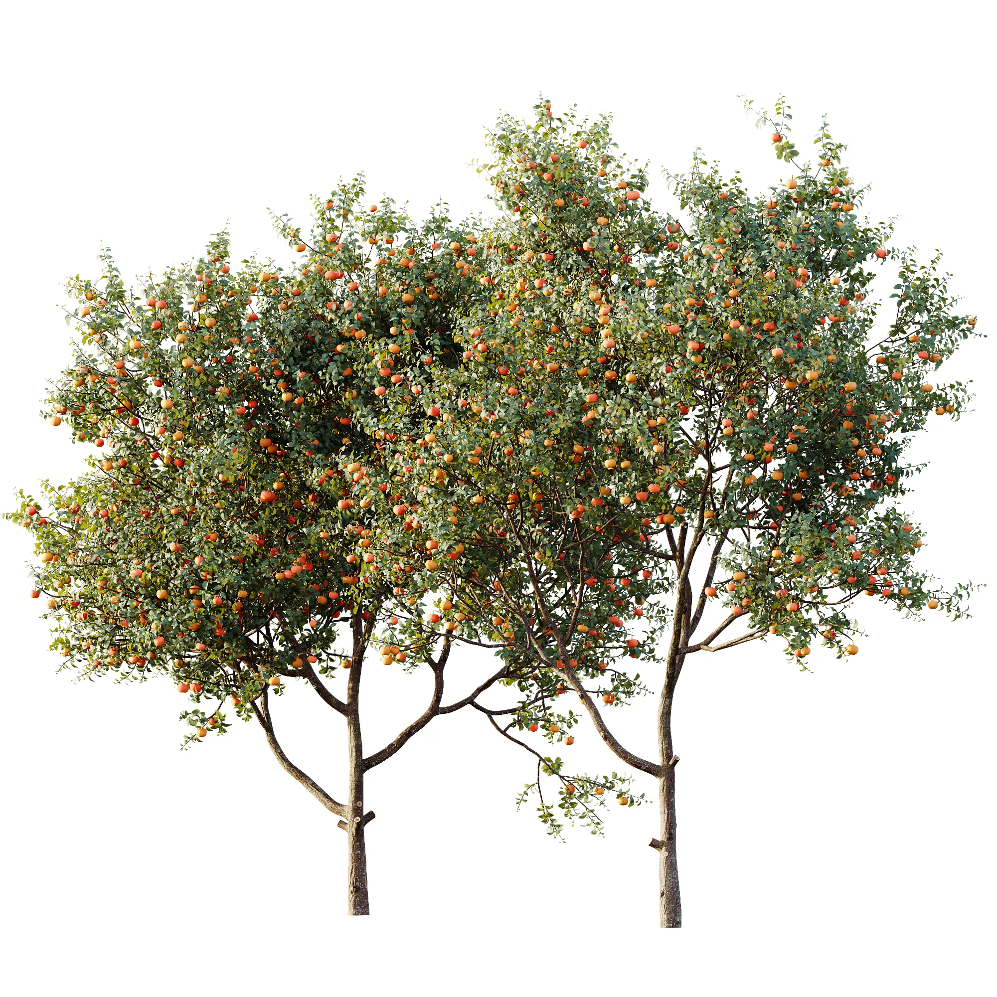 AV Plant Citrus Dancy Mandarin Tangerine Fruit Tree 01 3D Model .c4d .max .obj .3ds .fbx .stl .blend