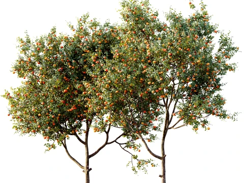 AV 植物柑橘舞蹈柑橘果树 01 3D 模型