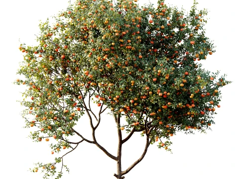 AV Plant Citrus Dancy Mandarin Tangerine Fruit Tree 01 3D Model