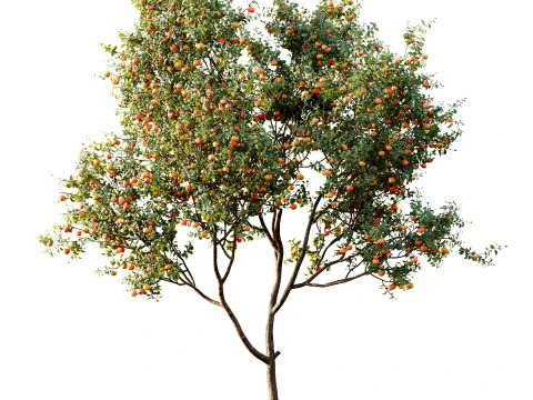 AV Plant Citrus Dancy Mandarin Tangerine Fruit Tree 01 3D Model