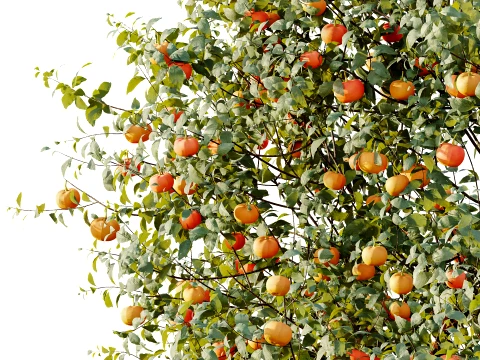 AV Plant Citrus Dancy Mandarin Tangerine Fruit Tree 01 3D Model