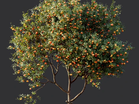 AV Plant Citrus Dancy Mandarin Tangerine Fruit Tree 01 3D Model