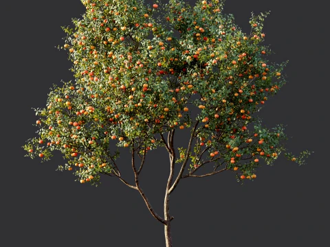 AV Plant Citrus Dancy Mandarin Tangerine Fruit Tree 01 3D Model