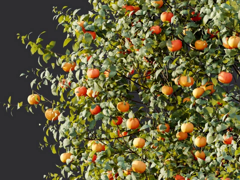 AV Plant Citrus Dancy Mandarin Tangerine Fruit Tree 01 3D Model