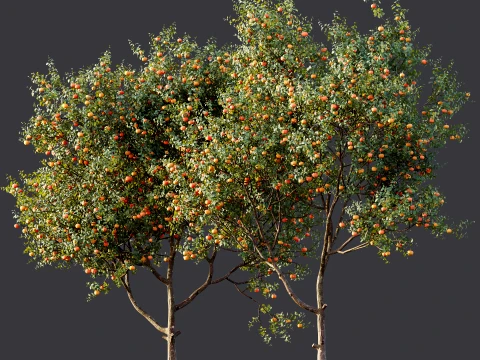 AV Plant Citrus Dancy Mandarin Tangerine Fruit Tree 01 3D Model