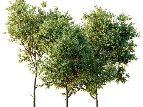AV 植物柑橘梅耶柠檬果树 01 3D 模型