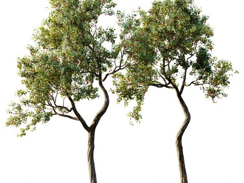 AV Plant Crataegus Pinnatifida Hawthorn Fruit Tree 01 3D Model