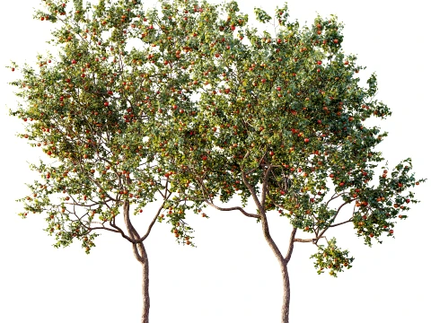 AV Planta Diospyros Caqui Caqui &Aacute;rvore Frut&iacute;fera 01 Modelo 3D