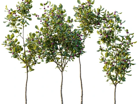 AV 식물 Ficus Carica Feige 무화과 과일 나무 01 3D 모델