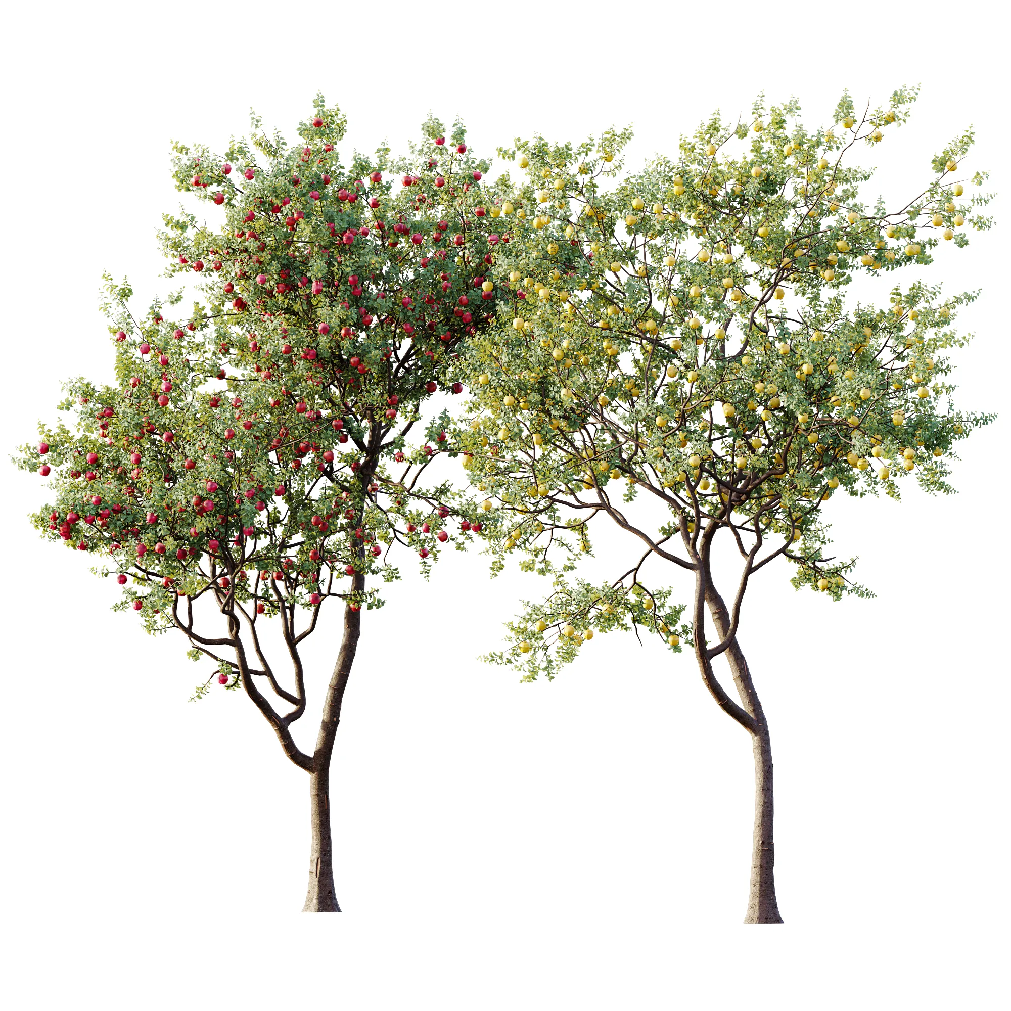 AV Plant Malus Pumila Apple Red Fruit Tree 01 3D Model .c4d .max .obj .3ds .fbx .stl .blend 