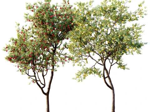 AV プラント Malus Pumila リンゴ赤い果樹 01 3Dモデル