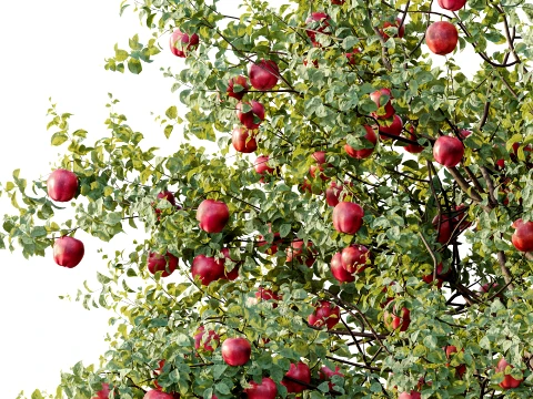 AV Plant Malus Pumila Apple Red Fruit Tree 01 3D Model