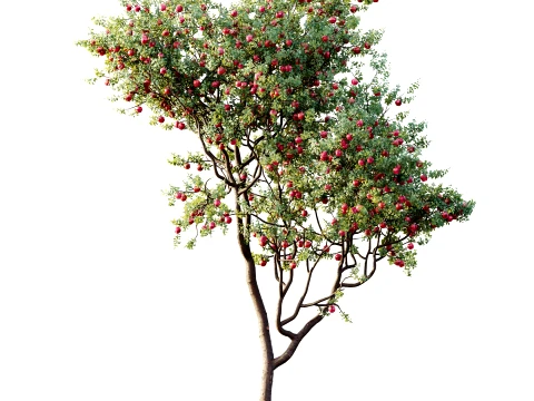 AV Plant Malus Pumila Apple Red Fruit Tree 01 3D Model