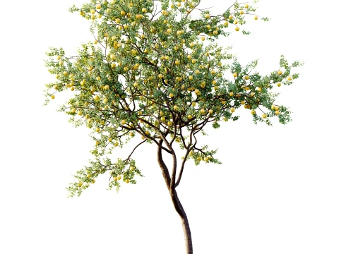 AV Plant Malus Pumila Apple Red Fruit Tree 01 3D Model