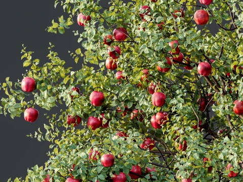 AV Plant Malus Pumila Apple Red Fruit Tree 01 3D Model
