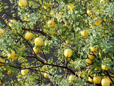 AV Plant Malus Pumila Apple Red Fruit Tree 01 3D Model