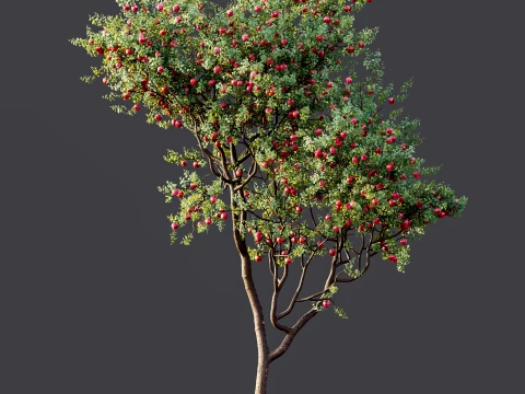 AV Plant Malus Pumila Apple Red Fruit Tree 01 3D Model