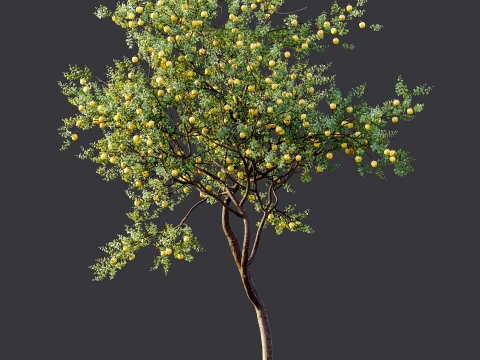 AV Plant Malus Pumila Apple Red Fruit Tree 01 3D Model