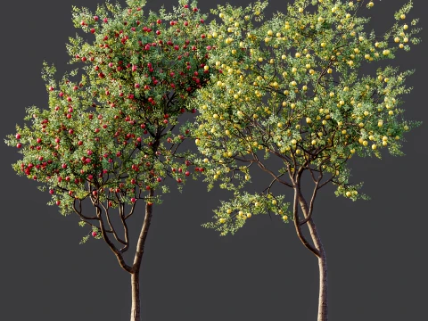 AV Plant Malus Pumila Apple Red Fruit Tree 01 3D Model