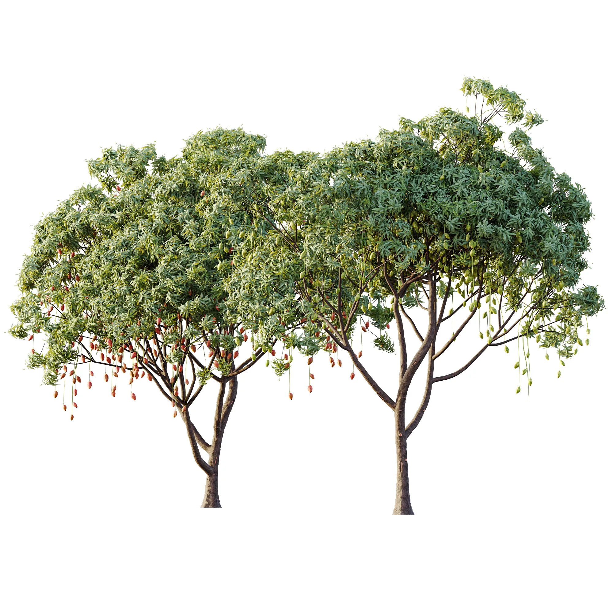 AV Plant Mangifera Indica Mango Fruit Tree 01 3D Model .c4d .max .obj .3ds .fbx .stl .blend 
