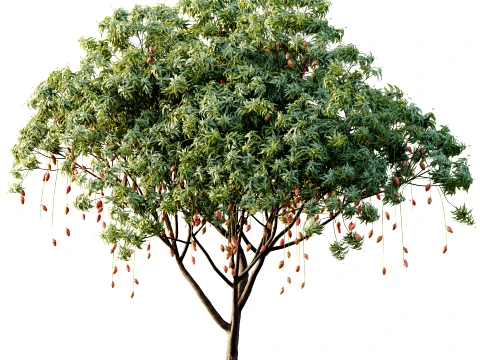 AV Plant Mangifera Indica Mango Fruit Tree 01 3D Model