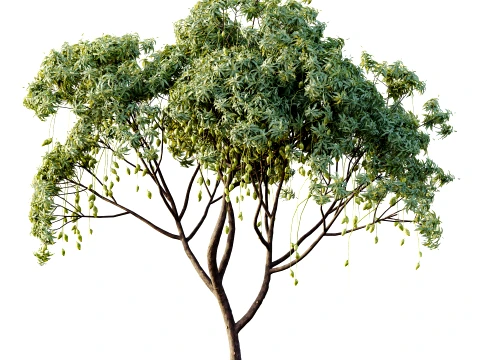 AV Plant Mangifera Indica Mango Fruit Tree 01 3D Model