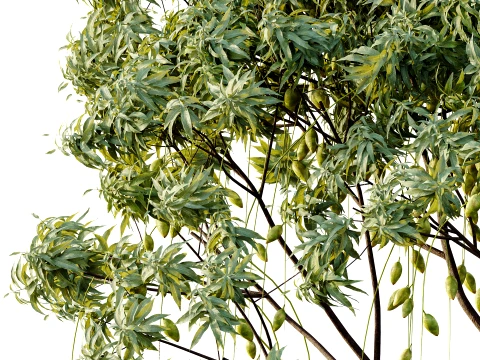 AV Plant Mangifera Indica Mango Fruit Tree 01 3D Model