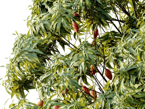 AV Plant Mangifera Indica Mango Fruit Tree 01 3D Model