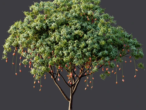 AV Plant Mangifera Indica Mango Fruit Tree 01 3D Model