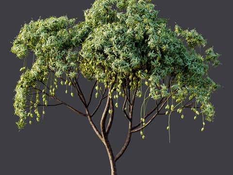 AV Plant Mangifera Indica Mango Fruit Tree 01 3D Model