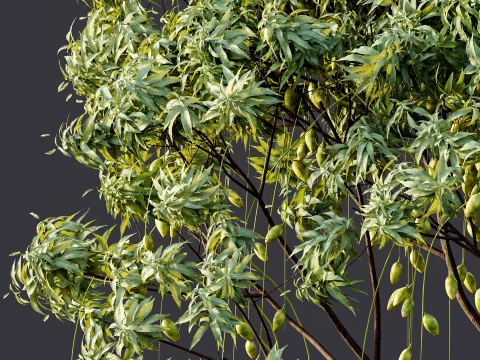 AV Plant Mangifera Indica Mango Fruit Tree 01 3D Model