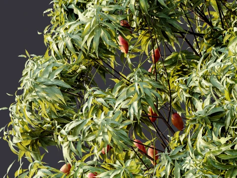 AV Plant Mangifera Indica Mango Fruit Tree 01 3D Model