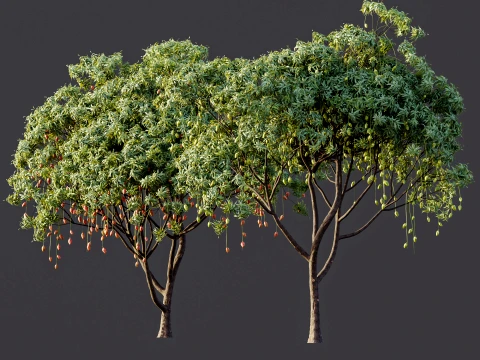 AV Plant Mangifera Indica Mango Fruit Tree 01 3D Model