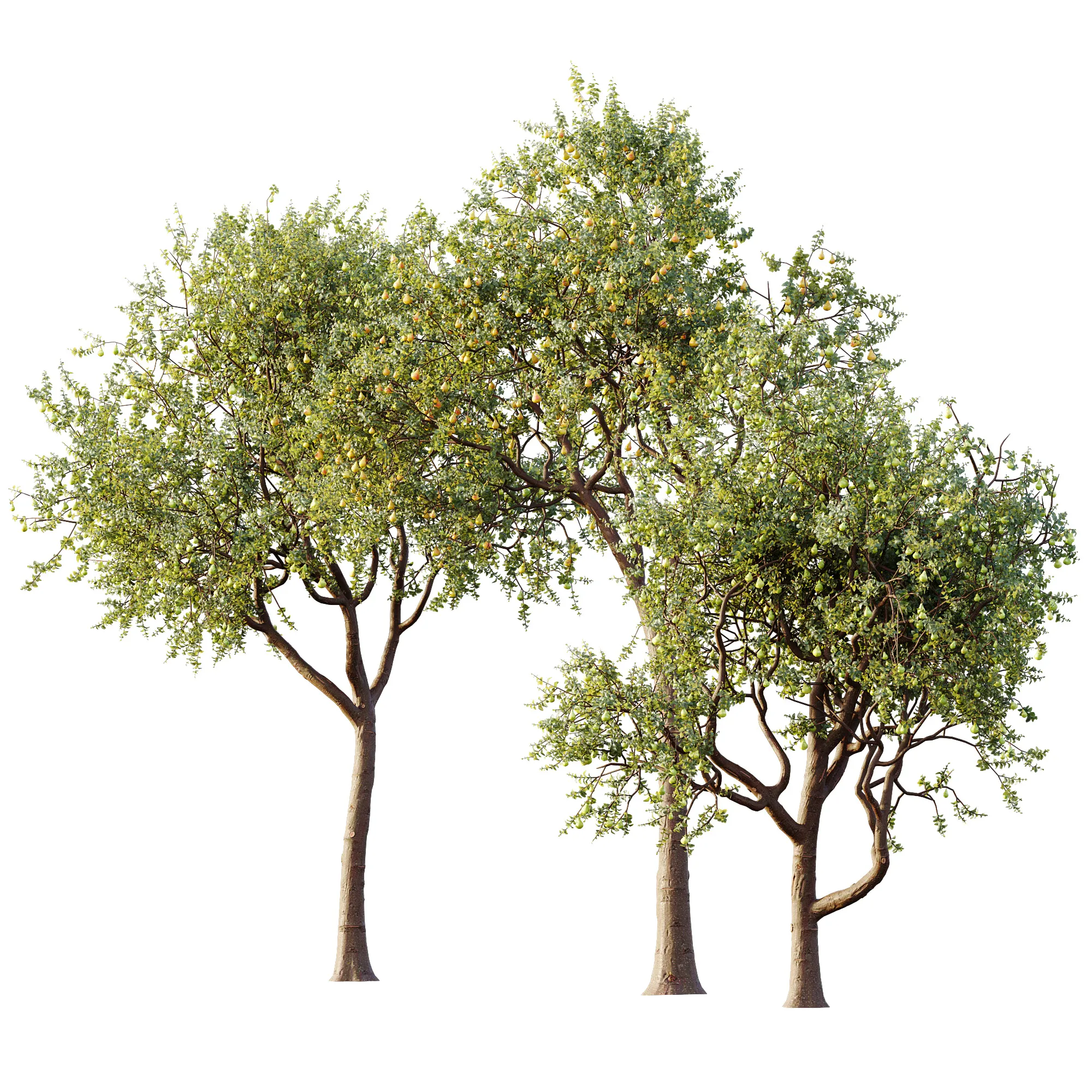 AV Plant Pear Pyrus Communis Fruit Tree 01 3D Model .c4d .max .obj .3ds .fbx .stl .blend 
